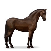 Purebred Spanish Horse - Dark Bay