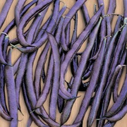 Purple Snap Beans