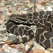 Massasauga