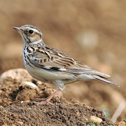 Woodlark