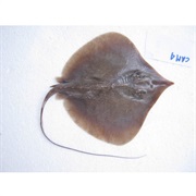 Pale-Edged Stingray / Sharpnose Stingray