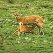 Indian Hog Deer