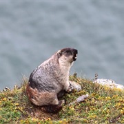 Alaska Marmot