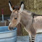 Zonkey