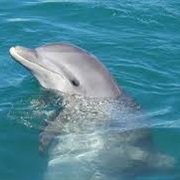 Go Swimming With Dolphins