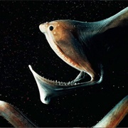 Gulper Eel