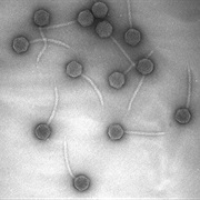 Images of Bacteriophage Taken (1942)