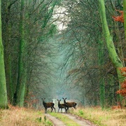 Compiegne & Laigue Forests, France