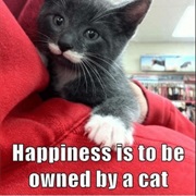 Owned by a Cat