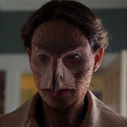 Steinadler - Hawk Wesen