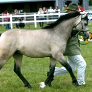 Welsh Pony (B)