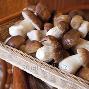 Borovik Ceps