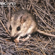 Sandhill Dunnart
