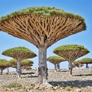 Socotra