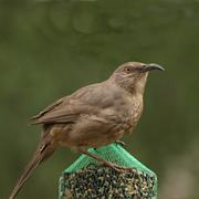 Curve-Billed Thrasher