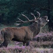 Hoge Veluwe