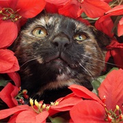 Poinsettias Are Highly Toxic to Humans or Cats
