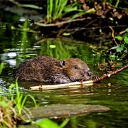Beaver Safari