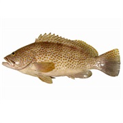 Duskytail Grouper