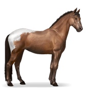 Knabstrupper - Bay Blanket