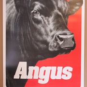 Angus