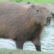 Capybara