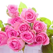 Pink Roses