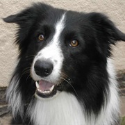 Bandit (From Little House on a Praire)