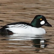 Goldeneye (Bird)