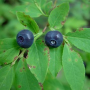 Thinleaf Huckleberry (Vaccinium Membranaceum)
