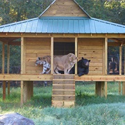 Create an Animal Sanctuary