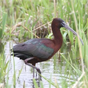Glossy Ibis