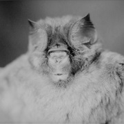 Lamotte's Roundleaf Bat