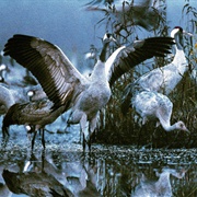 Zuvintas Biosphere Reserve, Lithuania