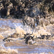 Great Migrations