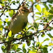 Melodious Warbler