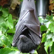 Livingstone's Fruit Bat