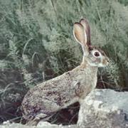Cape Hare