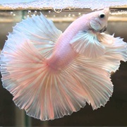 Betta Fish
