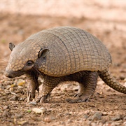 Six-Banded Armadillo