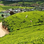 Pedro Tea Factory