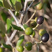 Wild Olive
