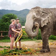 Chiang Mai Elephant Sanctuary