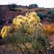 Corkwood (Hakea Suberea)