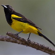 Bahama Oriole