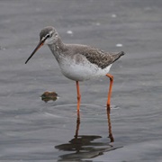 Spotted Redshank