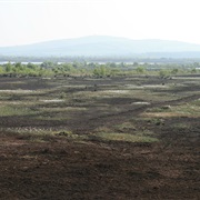 Bog of Allen