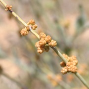 Nevada Ephedra (Ephedra Nevadensis)