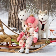 Go Dogsledding
