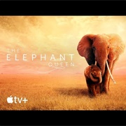 The Elephant Queen